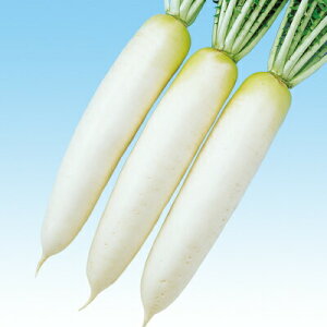 ダイコン種【 F1長型春づまり 】小袋 (栽培用 種子 大根 だいこん 中原)