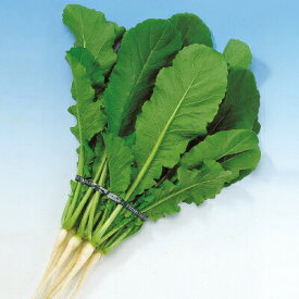 ダイコン種【　F1万緑　】1L （栽培用 種子 大根 だいこん 中原）