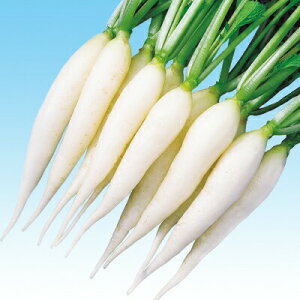 ダイコン種【 F1ホワイトキャンドル 】2dL (栽培用 種子 大根 だいこん 中原)