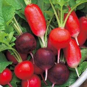 �n�c�J�_�C�R����y�@���낱�냉�f�B�b�V���~�b�N�X�@�zGF���� �i�͔|�p ��q ��\���卪 �͂��������� �^�L�C�j