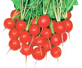 ハツカダイコン種【　ジャイアントルビー　】小袋 （栽培用 種子 二十日大根 はつかだいこん 大和農園）