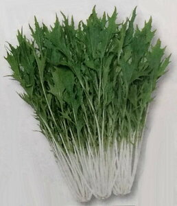 ミズナ 種の人気商品 通販 価格比較 価格 Com