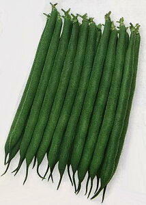 種 つるなし インゲン 種の人気商品 通販 価格比較 価格 Com