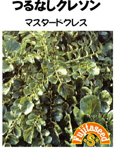 野菜種【 マスタードクレス(つるなしクレソン) 】藤田種子