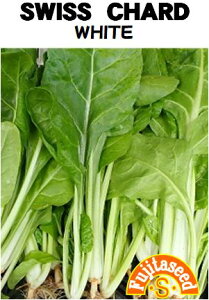 野菜種【 スイスチャード ホワイト 】藤田種子
