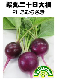 ダイコン種【　紫丸二十日大根F1 こむらさき　】藤田種子
