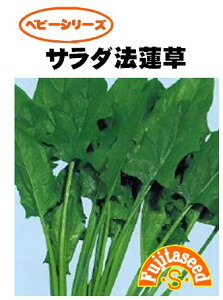 ホウレンソウ種【 サラダ法蓮草 】藤田種苗