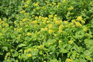 q1kgE20kgrVJVy@ń@zJlRc