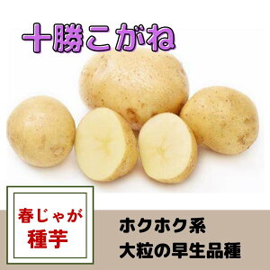 ���Ⴊ���� ��� �\�������� ��� �t�A�� �n�鏒 �T�C�Y�����W���K�C�� ��� �����ۑ��\ �z�N�z�N �t���C �ϕ� ���\�I�� ��Ă₷��