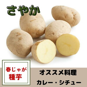 ���Ⴊ���� ��� ���₩ ��� �t�A�� �n�鏒 �͔|�p ��ނ��ȒP! ��� �����n �T���_ �V�`���[ �ϐF�Ȃ� �����₷��