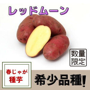 ���Ⴊ���� ��� ���b�h���[�� ��� �t�A�� �n�鏒 �T�C�Y���� �W���K�C�� ��� �͔|�p �Ԕ� ���� �Â� �ϕ���Ȃ� �J���[ �V�`���[ ������ �i��