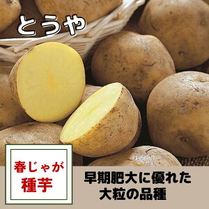 ���Ⴊ���� ��� �Ƃ��� ��� �t�A�� �n�鏒 �͔|�p ���� ��� ��Ă₷�� ���炩 �ϕ� �J���[ ��ނ��ȒP