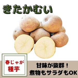 ���Ⴊ���� ��� �������ނ� ��� �t�A�� �n�鏒 �͔|�p �L���ׂ₩ �Â� �R���b�P �|�e�g�T���_ �J���[ �r���R�[