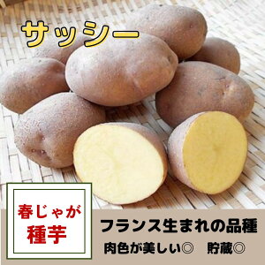 ���Ⴊ���� ��� �T�b�V�[ ��� �t�A�� �n�鏒 �͔|�p ���F���ʓ� �z�N�z�N �Â� �|�e�g�`�b�v�X �ϕ� �ϐF���ɂ���