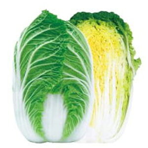 nNTCy@Ă̍ՓTCR@znӍ̎