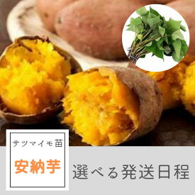【2024年予約販売開始】サツマイモ苗 安納芋 紅皮 (切り苗)