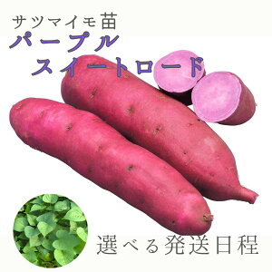 苗 さつまいも パープルスイートロード」の人気商品一覧 | 安い商品を 