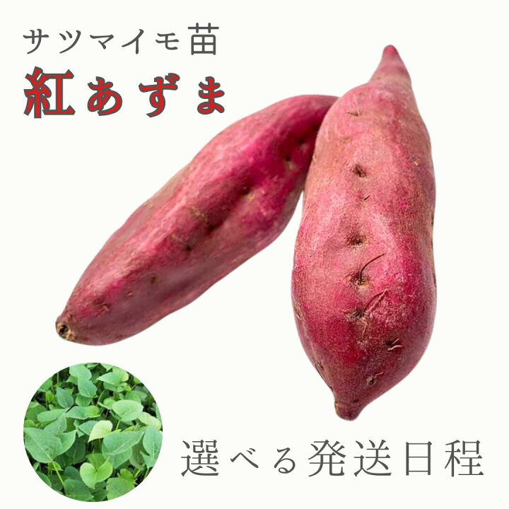 紅あずま 苗 1,200本