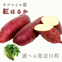 楽天市場】紅はるか 苗 茨城の通販