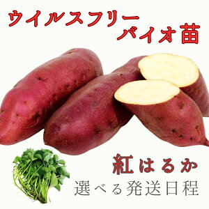 苗 さつまいも 紅はるか」の人気商品一覧 | 安い商品を通販サイトから 