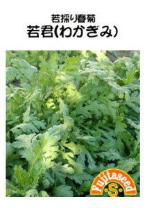 ؎y@̂te Ni킩݁j@zcq