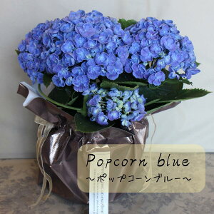 ��5/1��蔭���y�A�W�T�C���z�y���������z�I�ׂ�3�i�� �� ���� �A�W�T�C �������� ���z�� 5���� ���� ��̓� ���̓� �M�t�g �|�b�v�R�[���u���[ �ЂȂ܂胋�i �}�W�J�����{�����[�V���� �v