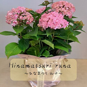 �}�W�J�����{�����[�V���� �A�W�T�C