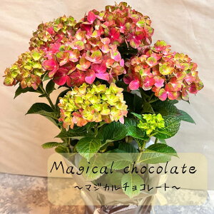 �w�x��Ă��߂�ˁx�y�A�W�T�C���z�y���������z�I�ׂ�3�i�� �� ���� �A�W�T�C �������� ���z�� 5���� ���� ��̓� ���̓� �M�t�g �|�b�v�R�[���u���[ �ЂȂ܂胋�i �}�W�J�����{�����[�V