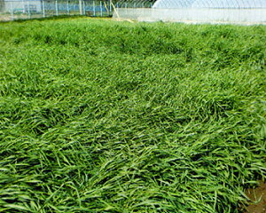 炢y@ΔpCiӐj@z^LCc@ 1L