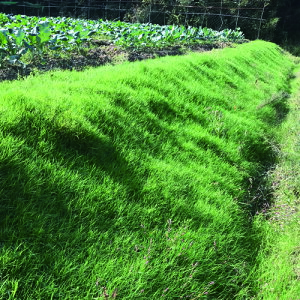 12{ȍ~ח\xgOXy@NX^iNR[gj@z500g ^LCc