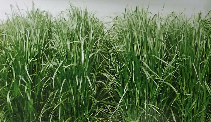 楽天市場 イタリアンライグラス種 タチユウカ 1kg 雪印種苗 牧草種子 栽培用 たちゆうか 農林水産省登録品種 品種名 Si 14 みつのぶ