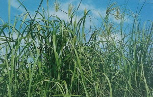 q1kgE20kgr[YOXy@J^{@z^LCc