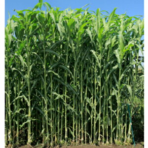 〈1kg・10kg〉ソルガム種【 ターザン 】カネコ種苗