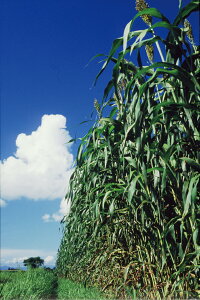 〈1kg・20kg〉ソルガム種【 ビッグシュガーソルゴー 】雪印種苗