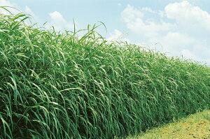 q1kgE20kgE22.5kgrX[_OXy@wCX[_@zc