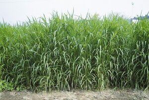 q1kgE20kgrAy@Ȃ@zc