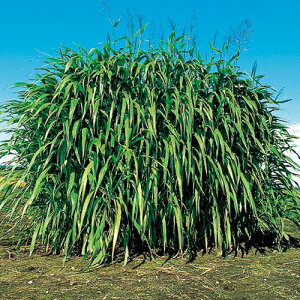 q1kgE10kgrMjAOXy@icJ[@zc