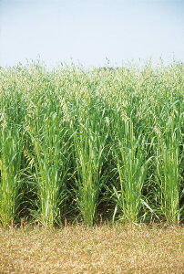 q1kgE20kgrGoNy@X[p[neij@zc