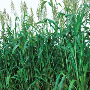 2025Ntׁq1kgE20kgr\S[y@bL[\S[Neo@z^LCc