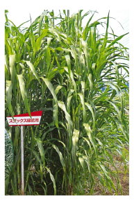 〈1kg・20kg〉ソルゴー種【 スダックス 】カネコ種苗