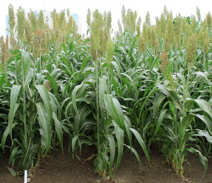 ※予約商品 2025年3月以降入荷後発送ソルガム種【 TDNソルゴー 】カネコ種苗