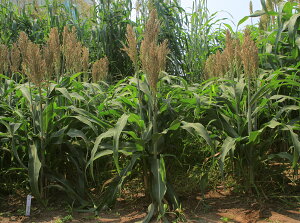 〈1kg・20kg〉ソルガム種【 ミニソルゴー 】カネコ種苗