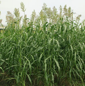 〈1kg・20kg〉ソルガム種【 ファインソルゴー 】カネコ種苗