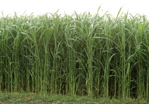 q1kgE20kgrX[_OXy@T}[x[[׌s@zJlRc