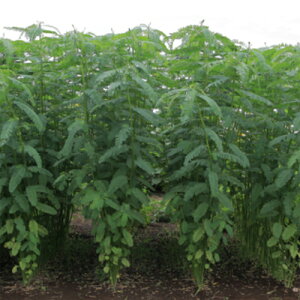 q1kgE20kgrZXojAy@ZXojAXgA[^ @zJlRc