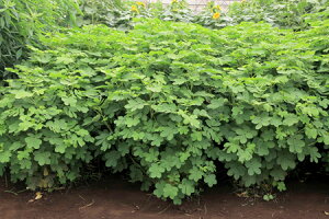 �q1kg�E20kg�r�G�r�X�O�T��y�@�G�r�X�O�T �@�z�J�l�R��c