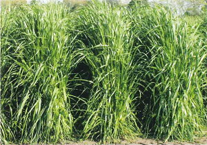 q1kgE20kgrC^ACOXy@z@z^LCc