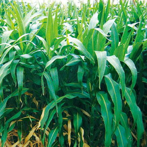 q1kgE20kgr\Ky@炩␫\S[@z^LCc