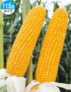 〈1kg・20kg〉トウモロコシ種【 ロイヤルデントTX1334 】タキイ種苗