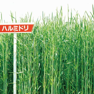 V2025NHח\胉CMy@n~h@zJlRc